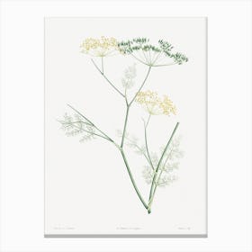 Fennel Flowering Plant From La Botanique De Jj Rousseau, Pierre Joseph Redouté Canvas Print