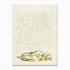 Cow Wheat From Mira Calligraphiae Monumenta, Joris Hoefnagel Canvas Print