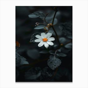 White Daisy 14 Canvas Print