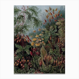 Vintage Haeckel 17 Tafel 72 Laubmoose Canvas Print