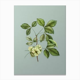 Vintage Common Hoptree Botanical Art on Mint Green n.0676 Canvas Print