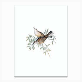 Vintage Streaked Honeyeater Bird Illustration on Pure White n.0355 Canvas Print