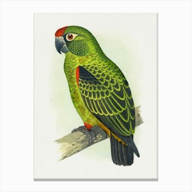 Parrot 31 Canvas Print