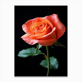 Orange Rose On Black Background 16 Canvas Print