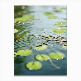 Lily Pads In Water Canvas Print