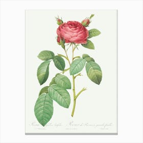 Gallic Rose, Pierre Joseph Redoute (2) Canvas Print