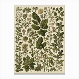 Botanical Print Canvas Print