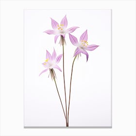 Pressed Wildflower Botanical Art Shooting Star 1 Canvas Print