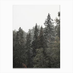 Rainy Forest Trees Canvas Print