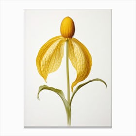 Pressed Wildflower Botanical Art Yellow Ladys Slipper Canvas Print