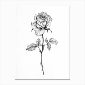 English Rose Black And White Line Drawing 15 Canvas Print