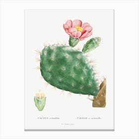 Cactus Cochenillifer Image From Histoire Des Plantes Grasses Canvas Print