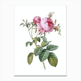 Vintage Pink Cabbage Rose de Mai Botanical Illustration on Pure White n.0535 Canvas Print