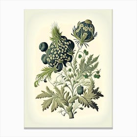 Skullcap Herb Vintage Botanical Canvas Print