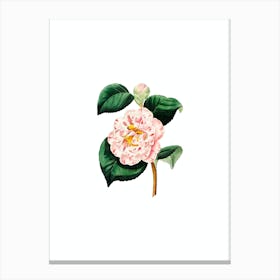 Vintage Gray's Invincible Camellia Botanical Illustration on Pure White n.0878 Canvas Print
