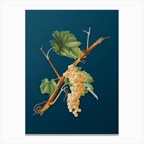 Vintage Vermentino Grapes Botanical Art on Teal Blue 1 Canvas Print