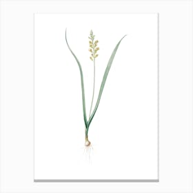 Vintage Lachenalia Pallida Botanical Illustration on Pure White Canvas Print