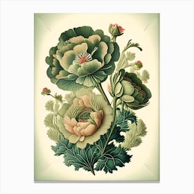 Ranunculus 3 Floral Botanical Vintage Poster Flower Canvas Print