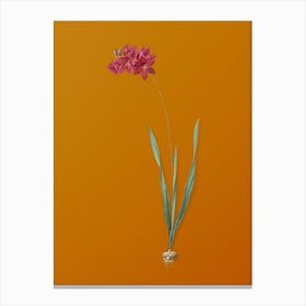 Vintage Ixia Filiformis Botanical on Sunset Orange n.0681 Canvas Print