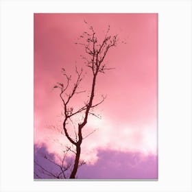 Bare Tree Against A Pink Sky 1 Canvas Print