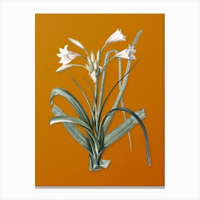 Vintage Malgas Lily Botanical on Sunset Orange n.0256 Canvas Print