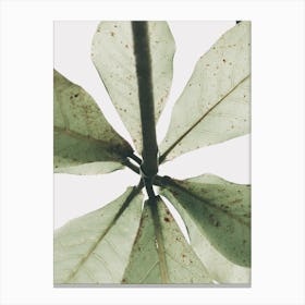 Green Leaf Canvas Print