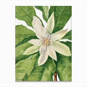 Vintage Botanical Mary Vaux Walcott _2732427 Canvas Print