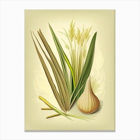 Lemongrass Spices And Herbs Retro Drawing 2 Canvas Print