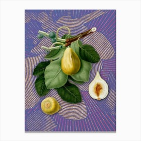 Vintage Common Fig Botanical Illustration on Veri Peri n.0638 Canvas Print