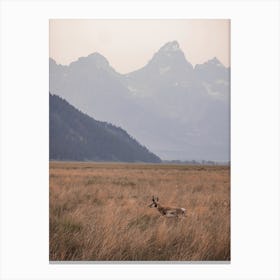 Antelope On Range Canvas Print