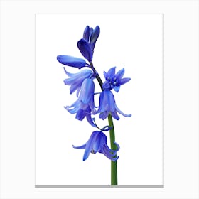 Blue Hyacinth Canvas Print
