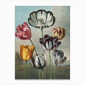 Tulips 3 Canvas Print