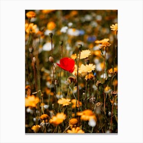 Red Poppy Flower In A Summers Field Colour Nature Photography Canvas Print