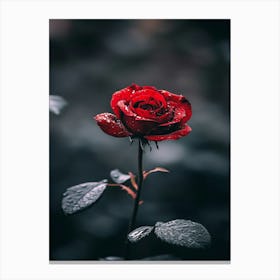 Dark Rose 143 Canvas Print