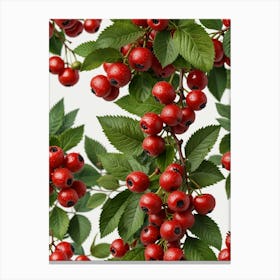 Red Berries On A Branch Canvas Print