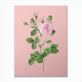 Vintage Pink Agatha Rose Botanical on Soft Pink n.0115 Canvas Print