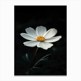 White Cosmos Flower 3 Canvas Print