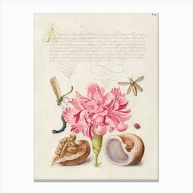 Damselfly, Carnation, Insect, Caterpillar, Ladybird, English Walnut, And Marine Mollusk From Mira Calligraphiae Monumenta, Joris Hoefnagel Canvas Print