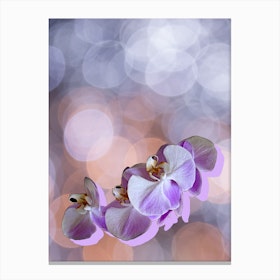 Orchid Canvas Print