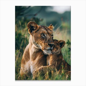 Lion Cub Canvas Print