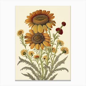 Helenium Wildflower Vintage Botanical 1 Canvas Print