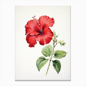 Hibiscus Flower Vintage Botanical 1 Canvas Print
