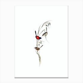 Vintage Black Headed Wren Bird Illustration on Pure White n.0089 Canvas Print