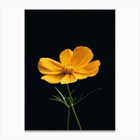 Yellow Cosmos Flower 3 Canvas Print