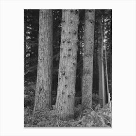 Untitled Photo, Possibly Related To Trees On Holdings Of The Long Bell Lumber Company, Cowlitz County, Canvas Print
