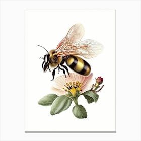Pollinator Bee 6 Vintage Canvas Print