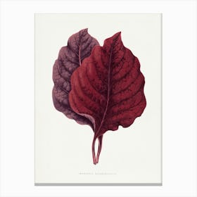 Vintage Botanical Art Print _2643241 Canvas Print