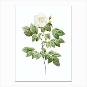 Vintage Leschenault's Rose Botanical Illustration on Pure White n.0468 Canvas Print