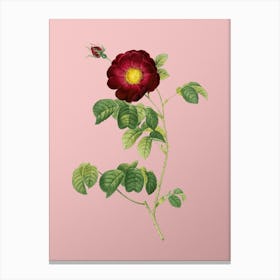 Vintage Rose Botanical on Soft Pink n.0593 Canvas Print