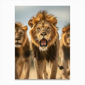 Lions Canvas Print